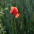 Mohnblume im Gegenlicht 