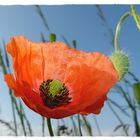 Mohnblume im Gegenlicht