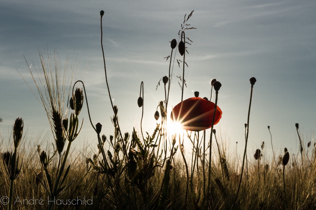 Mohnblume im Gegenlicht