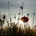 Mohnblume im Gegenlicht