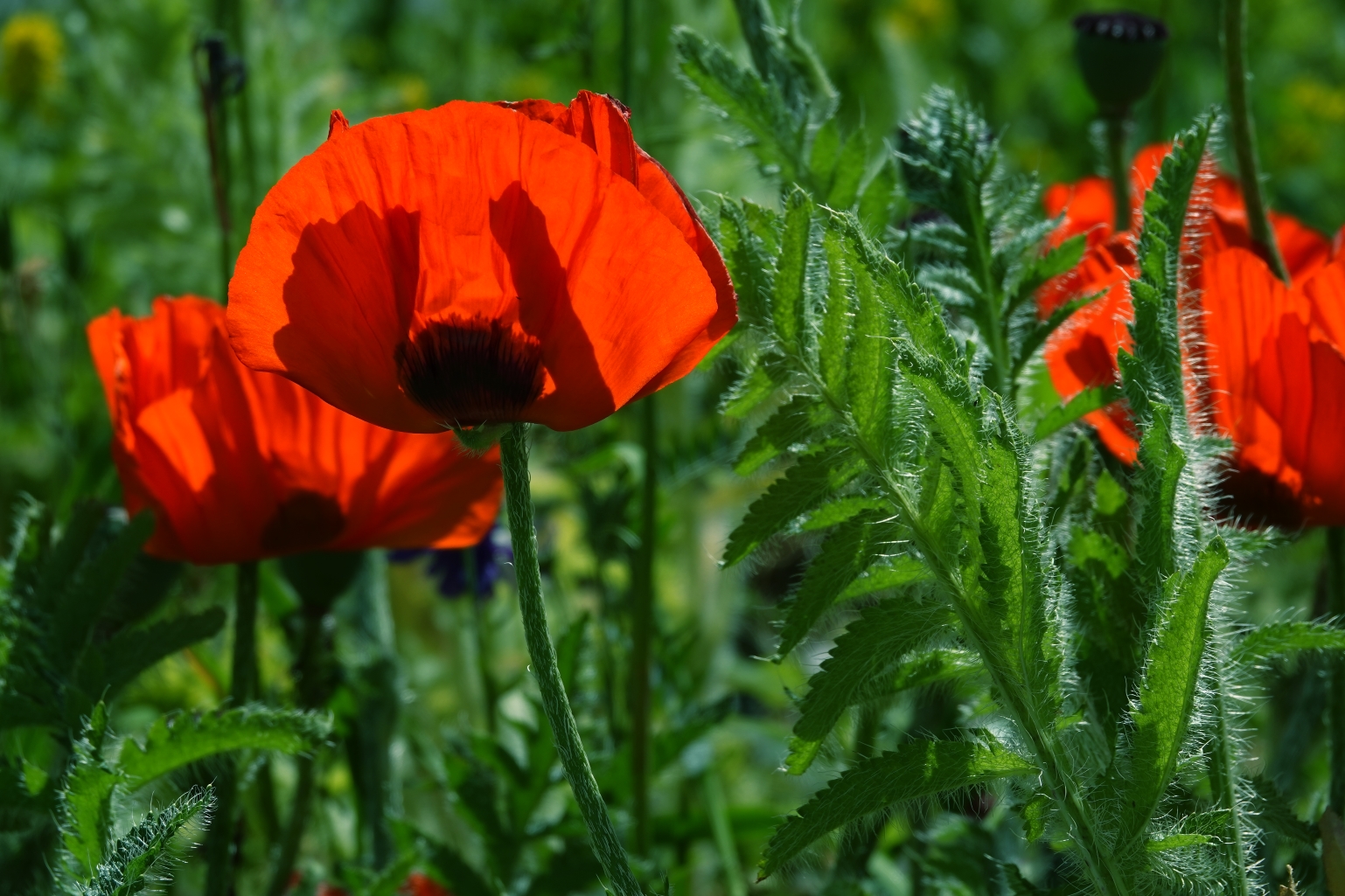 Mohnblume im Gegenlicht