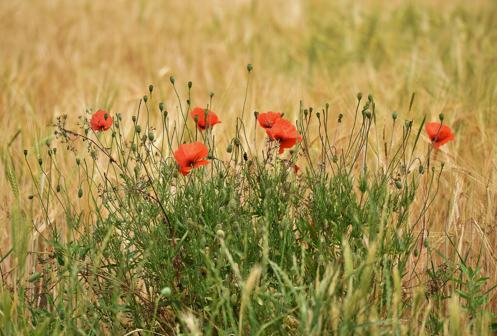 Mohnblume im Gerstenfeld 