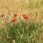 Mohnblume im Gerstenfeld 