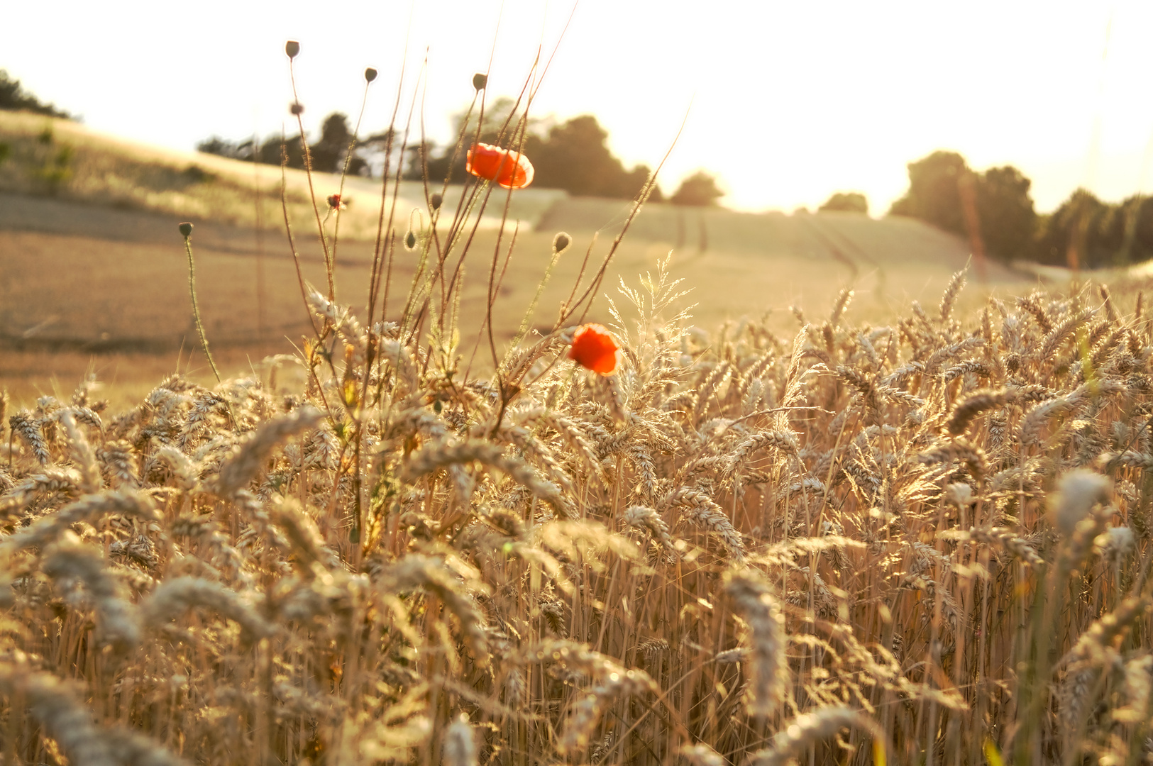 Mohnblume im Getreidefeld