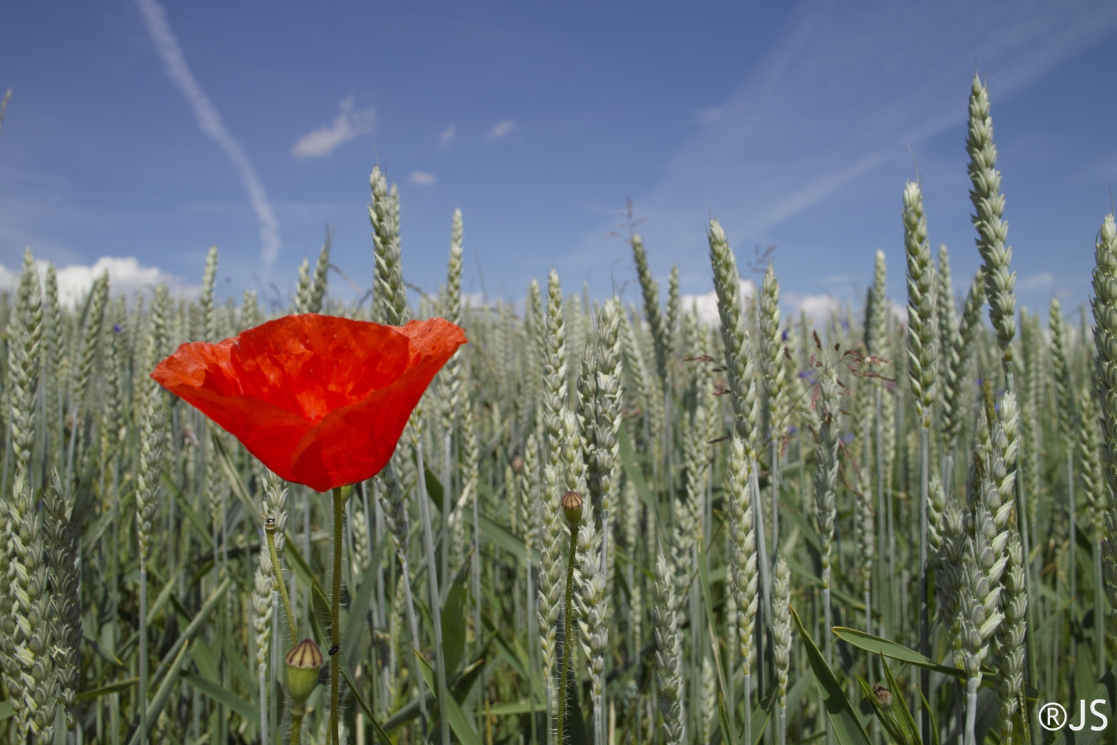 Mohnblume im Getreidefeld