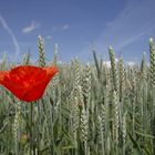 Mohnblume im Getreidefeld