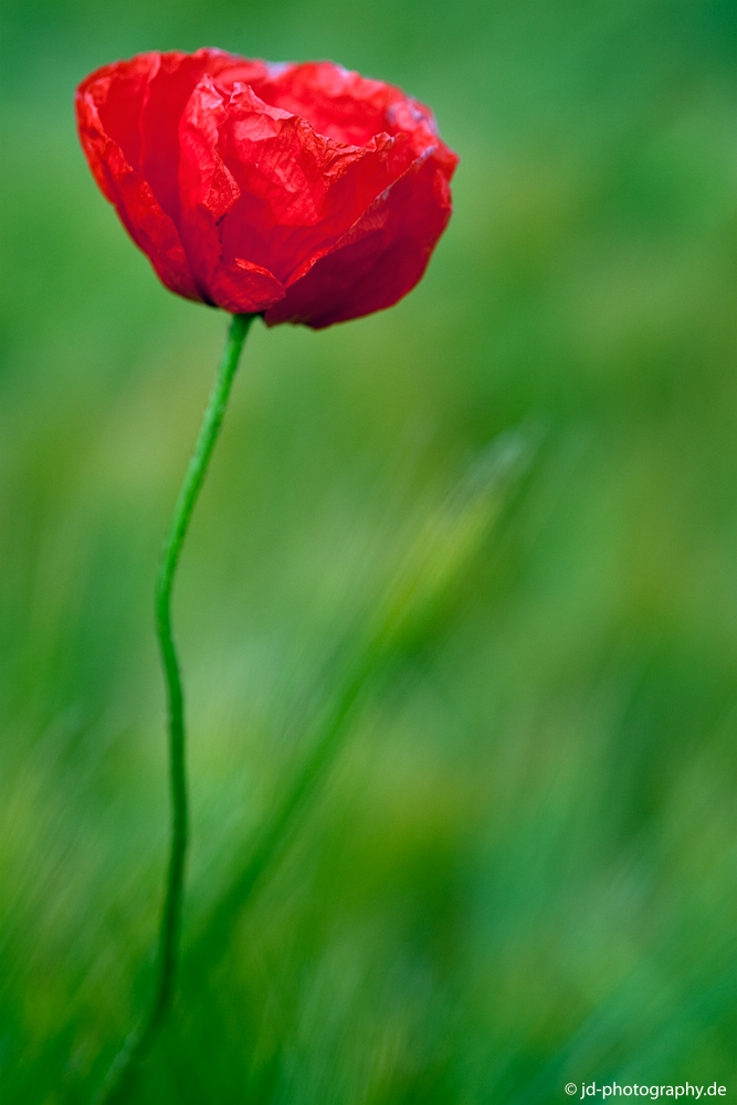 Mohnblume im Getreidefeld