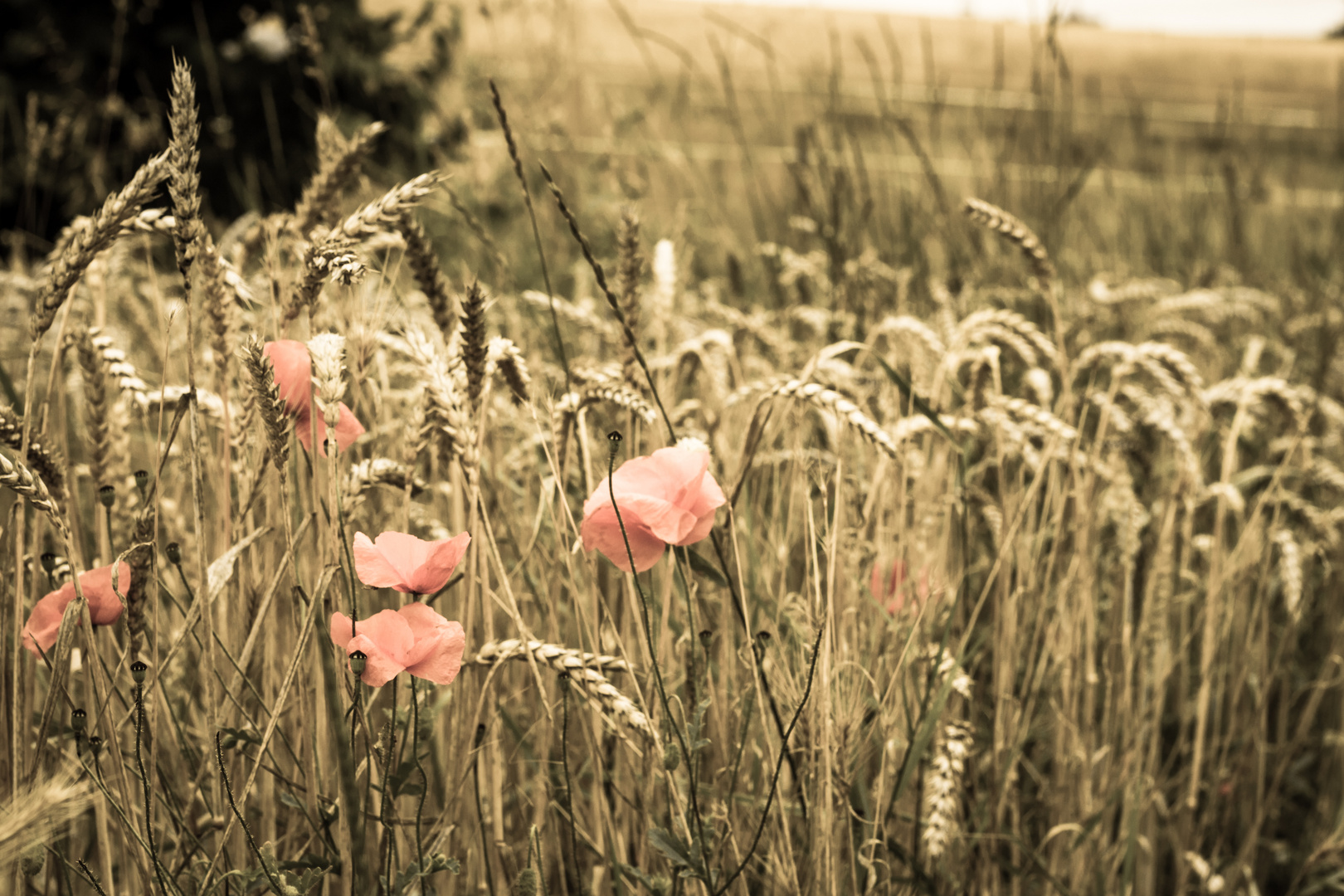 Mohnblume im Getreidefeld