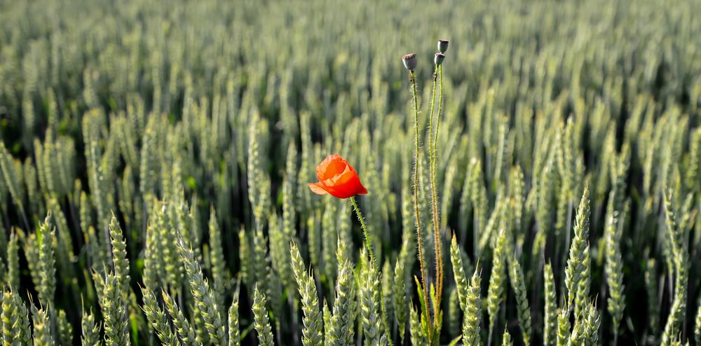 Mohnblume im Getreidefeld