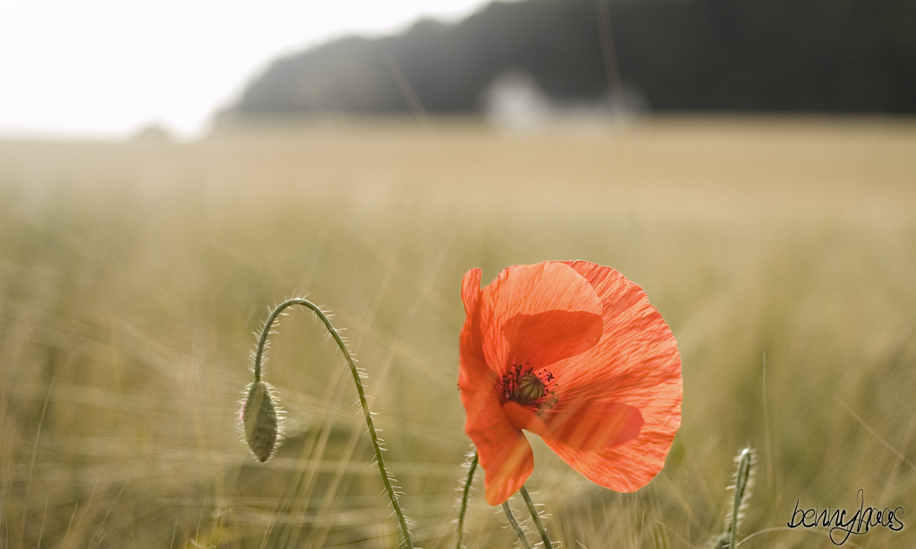 Mohnblume im Getreidefeld