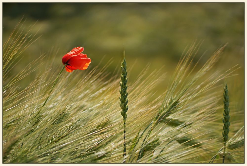 Mohnblume im Getreidefeld