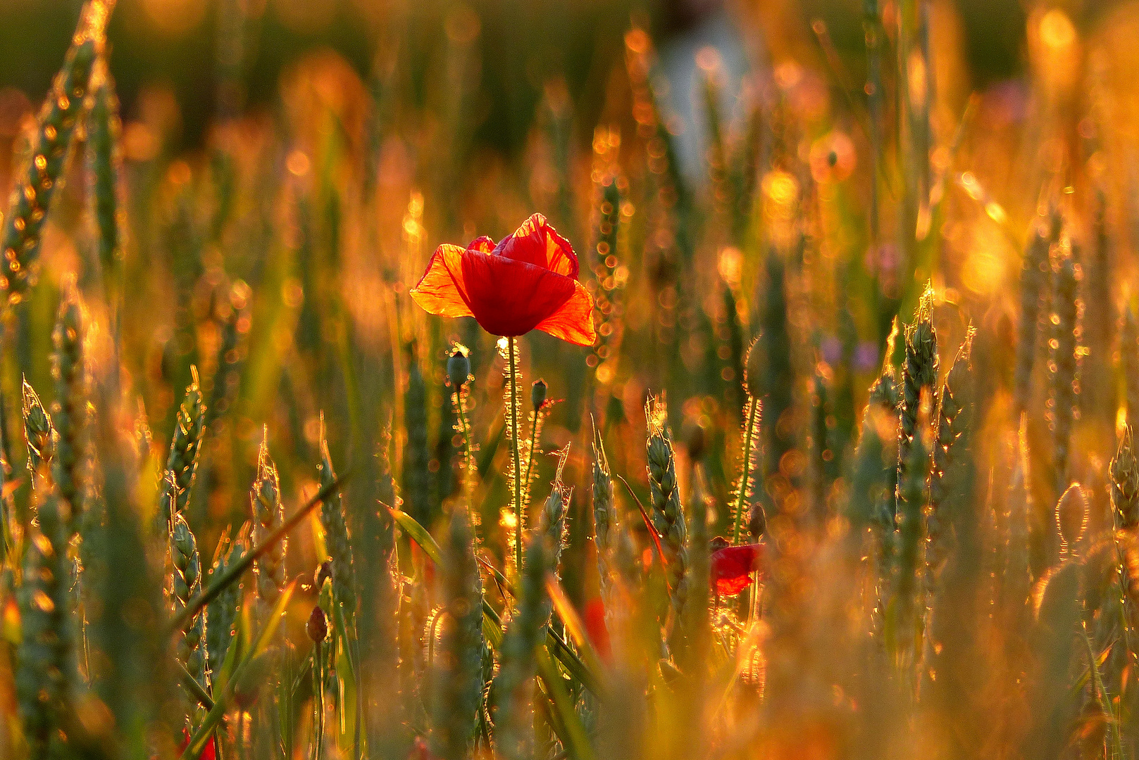 Mohnblume im grandiosen Licht.