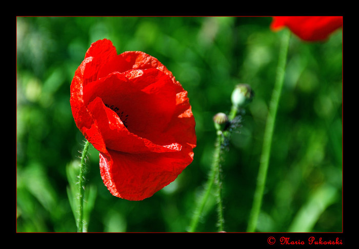 Mohnblume im Grünen