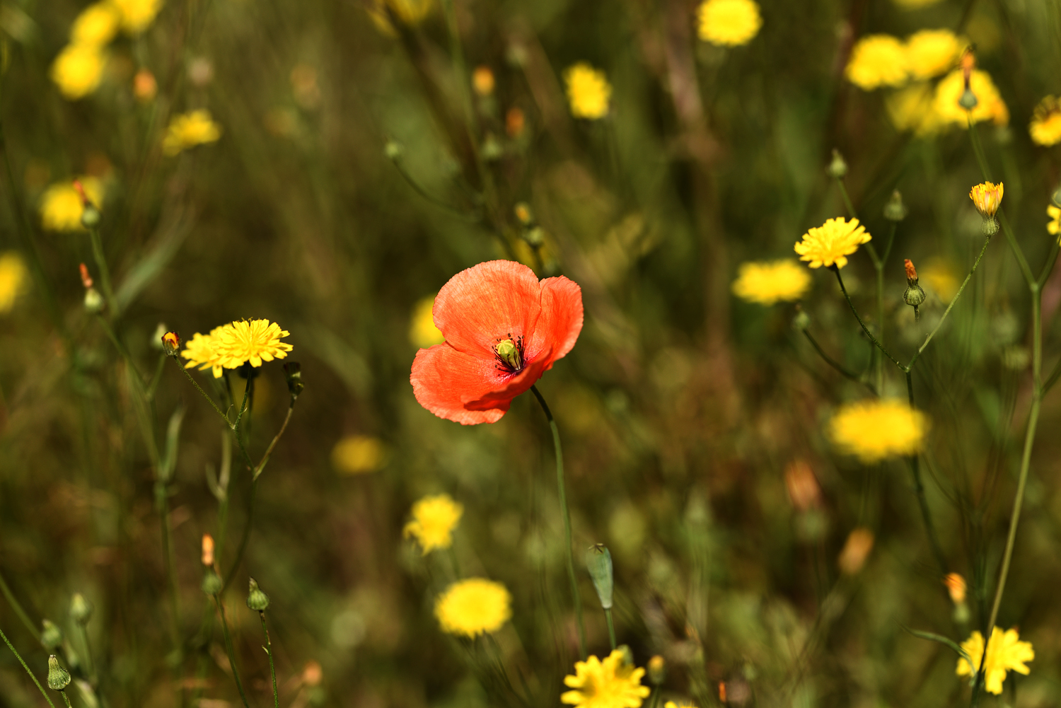 Mohnblume im heimischen Garten