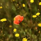 Mohnblume im heimischen Garten