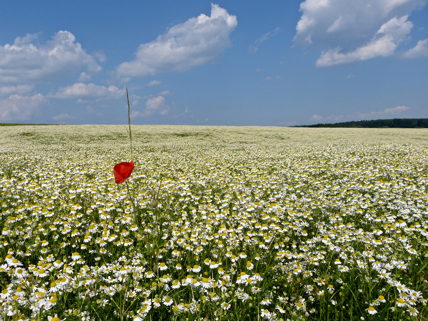 Mohnblume im Kamillenfeld I