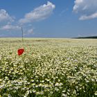 Mohnblume im Kamillenfeld I