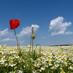 Mohnblume im Kamillenfeld II