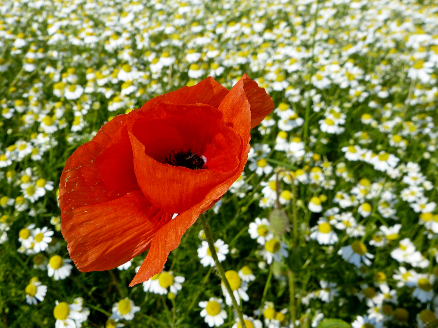 Mohnblume im Kamillenfeld IV