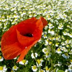 Mohnblume im Kamillenfeld IV