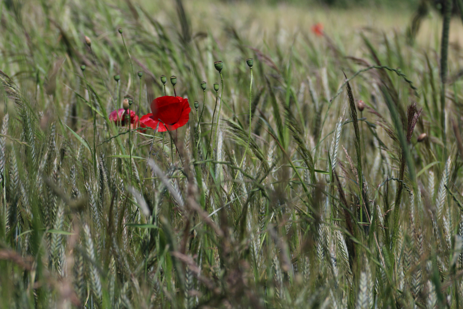 Mohnblume im Kornfeld