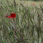 Mohnblume im Kornfeld