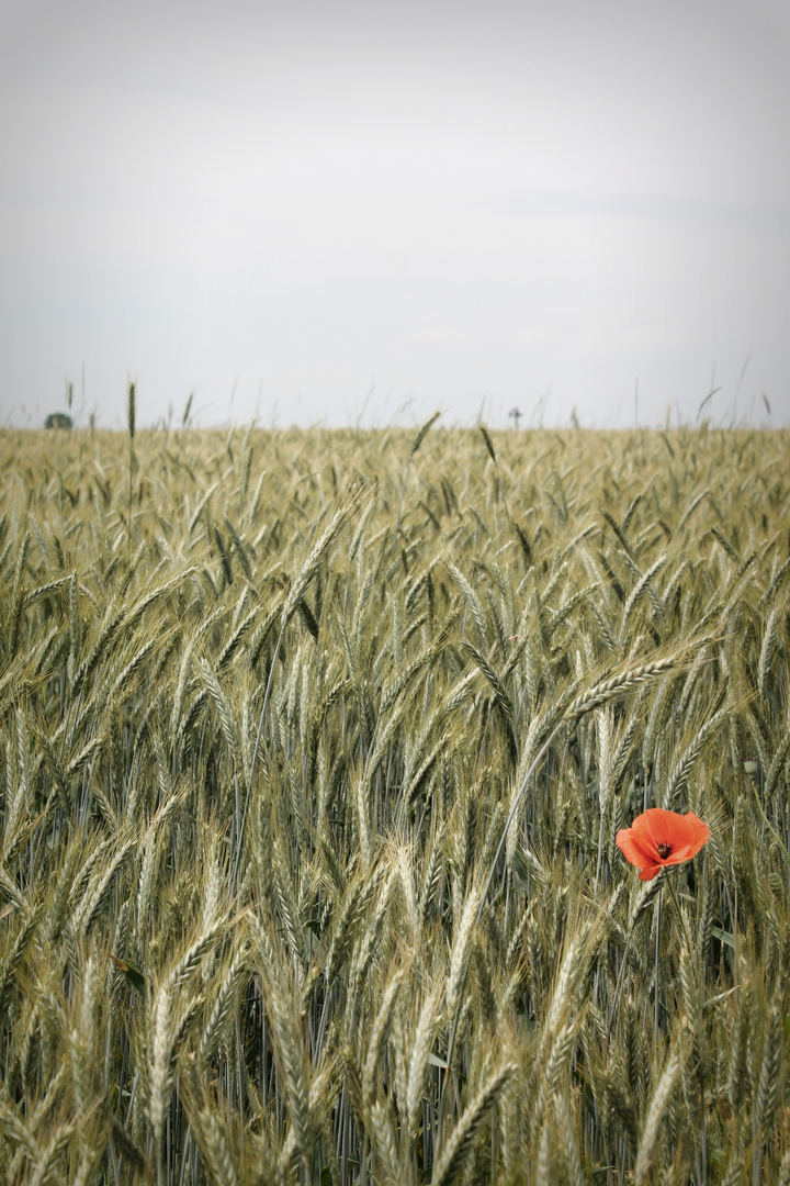 Mohnblume im Kornfeld