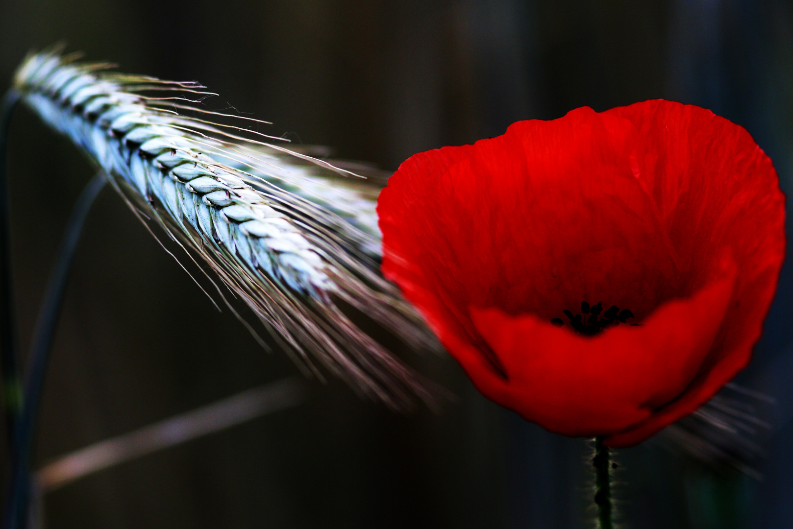 Mohnblume im Kornfeld