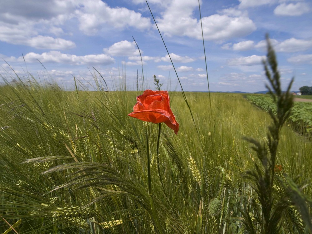 Mohnblume im Kornfeld