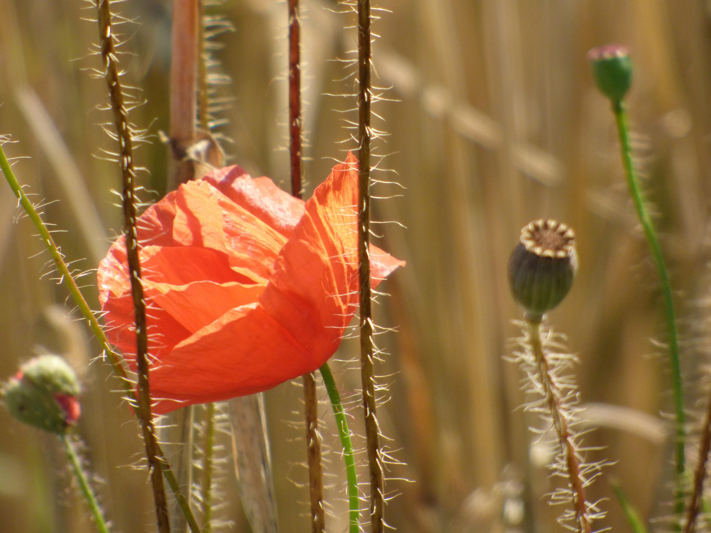 Mohnblume im Kornfeld