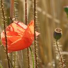 Mohnblume im Kornfeld