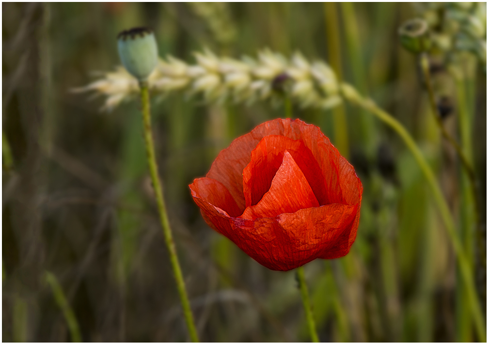 Mohnblume im Kornfeld