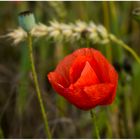 Mohnblume im Kornfeld