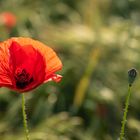 Mohnblume im Kornfeld