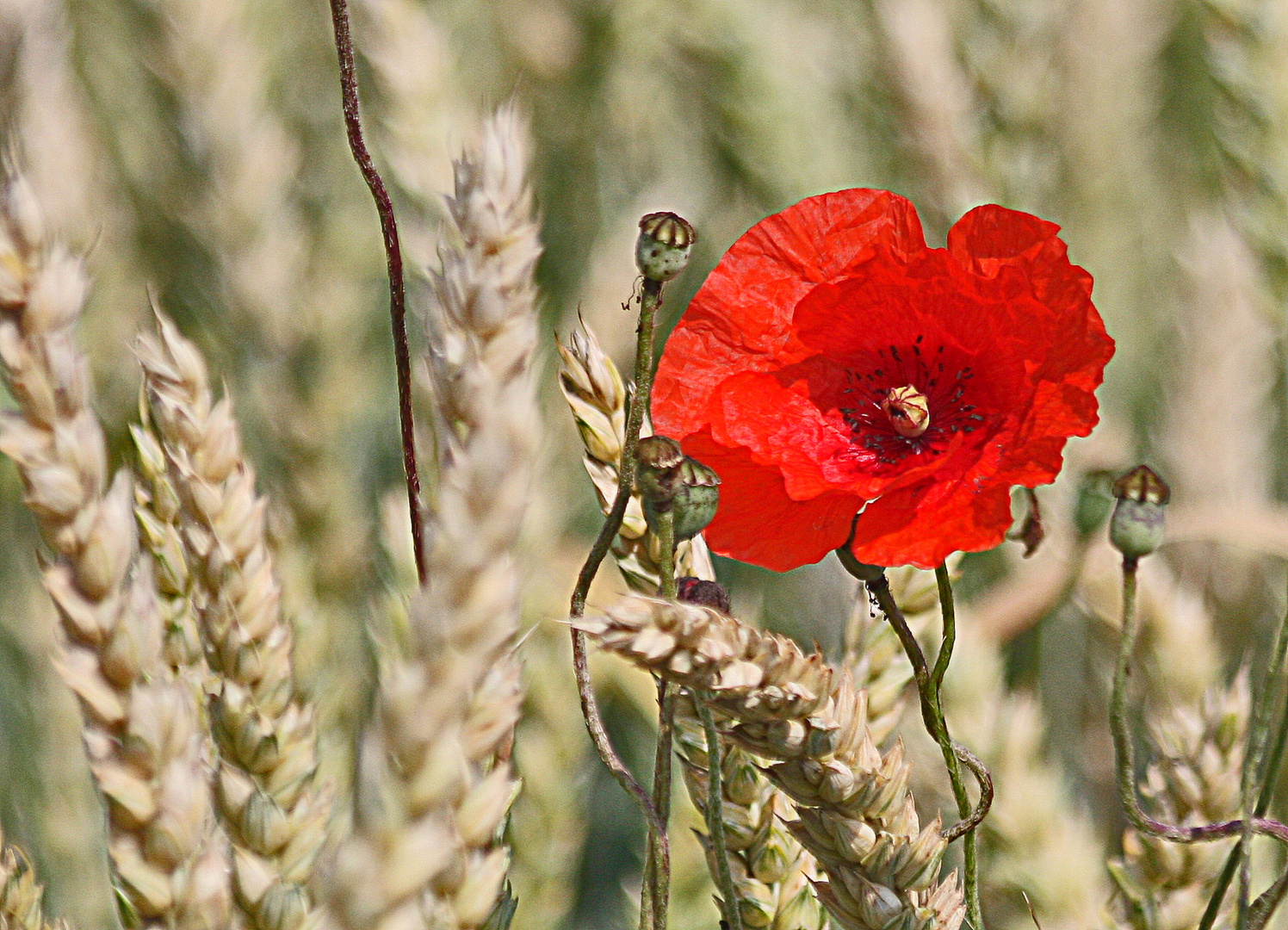 Mohnblume im Kornfeld....