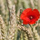 Mohnblume im Kornfeld....