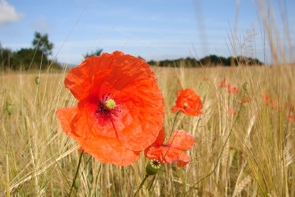 ...Mohnblume im Kornfeld...