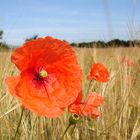 ...Mohnblume im Kornfeld...