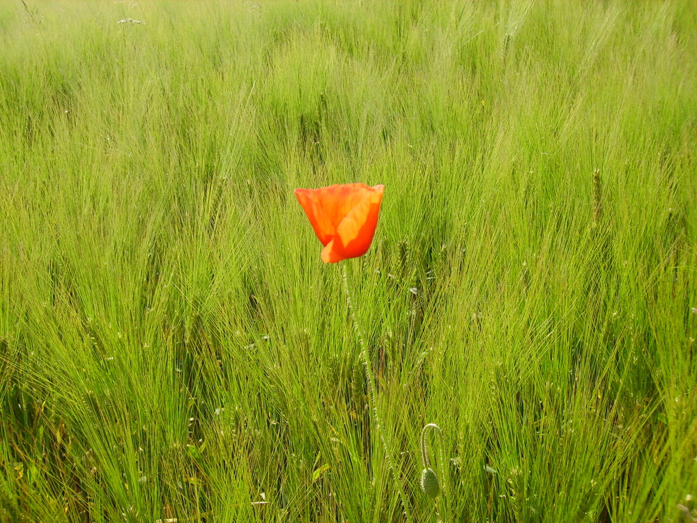 Mohnblume im Kornfeld