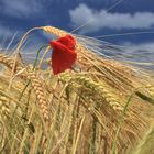 Mohnblume im Kornfeld