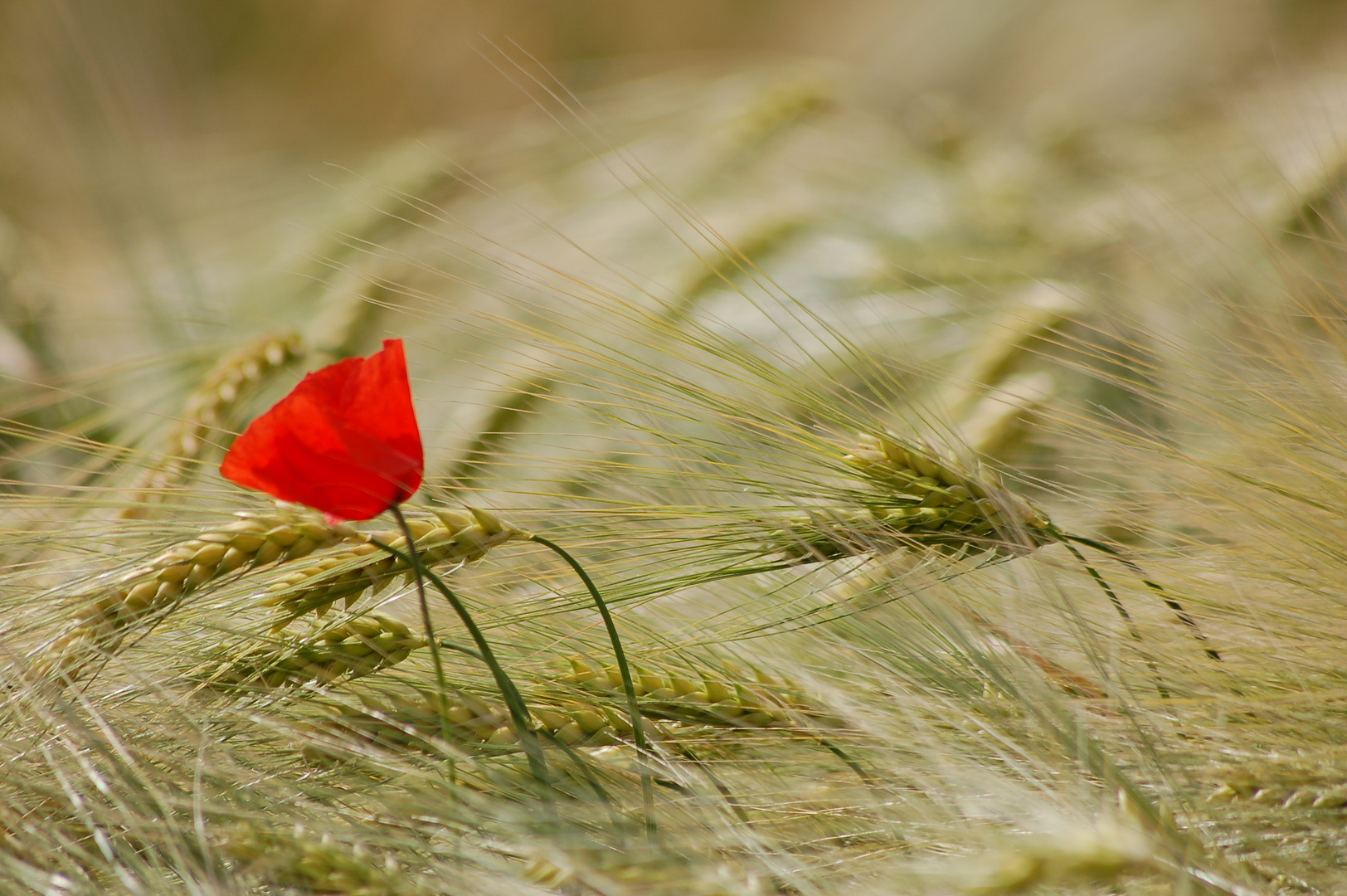 Mohnblume im Kornfeld