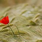 Mohnblume im Kornfeld