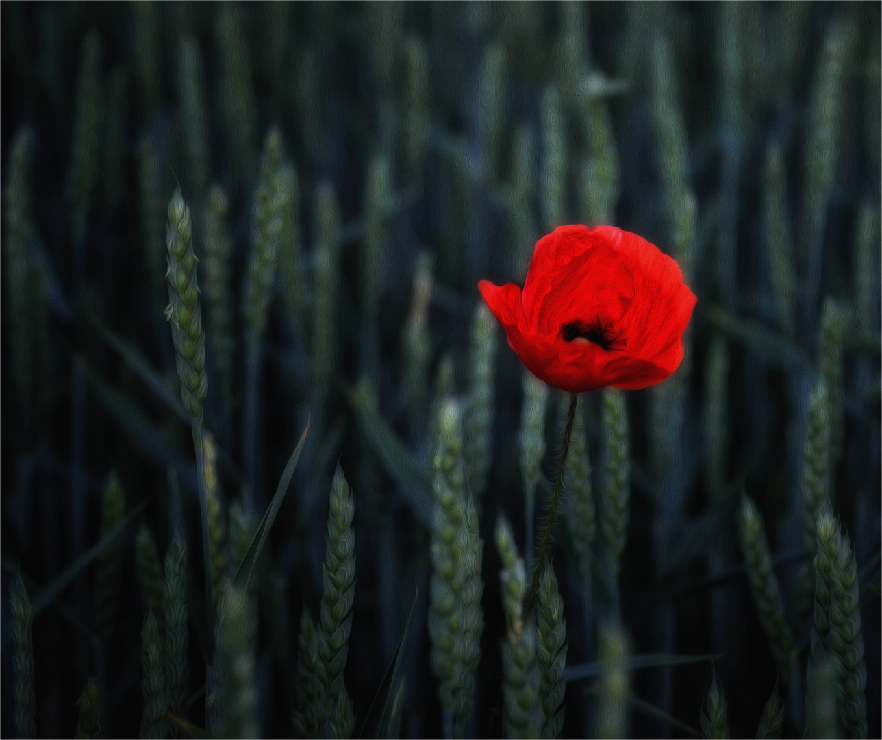 Mohnblume im Kornfeld - Coquelicot dans le champ de blé