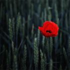 Mohnblume im Kornfeld - Coquelicot dans le champ de blé