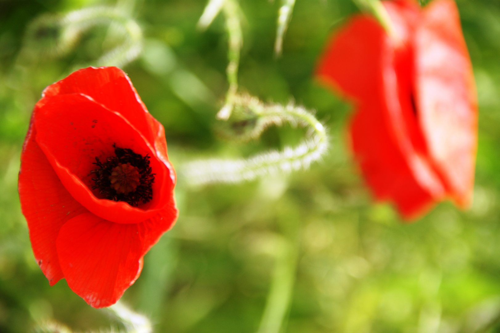 Mohnblume im Lichtspiel