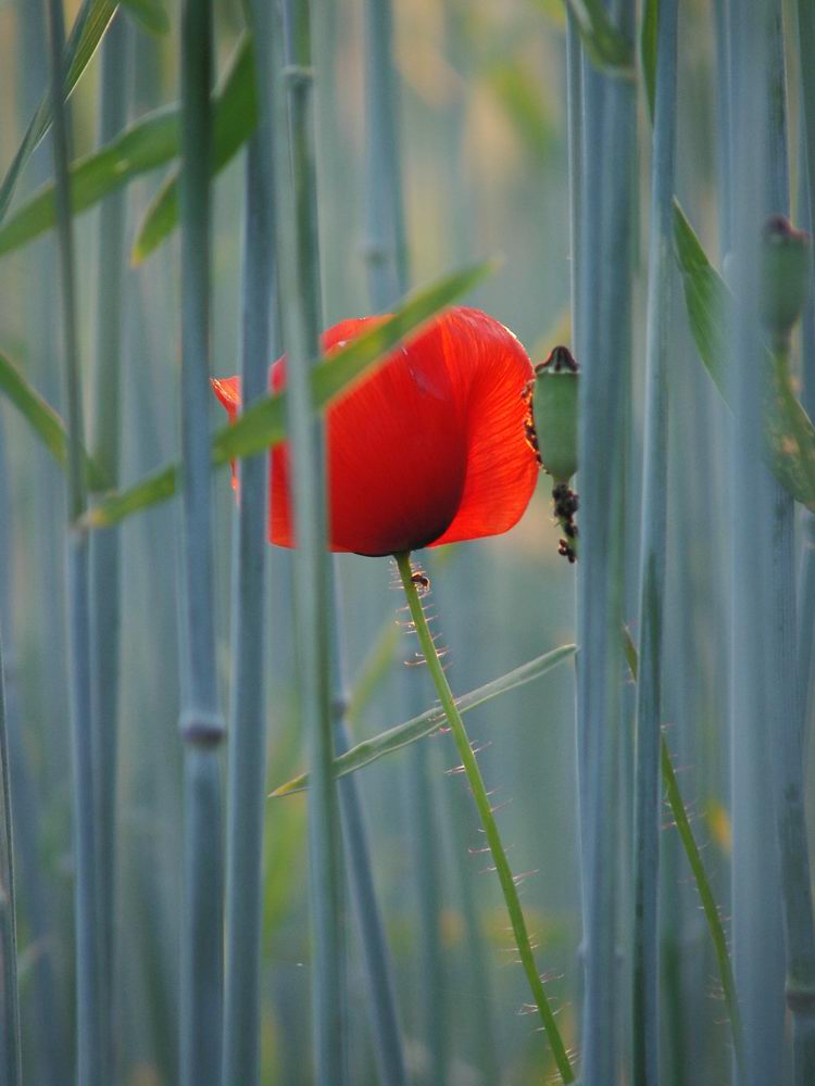 Mohnblume im Maisfeld