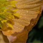 Mohnblume im meinem Garten jetzt aufgeblüht 