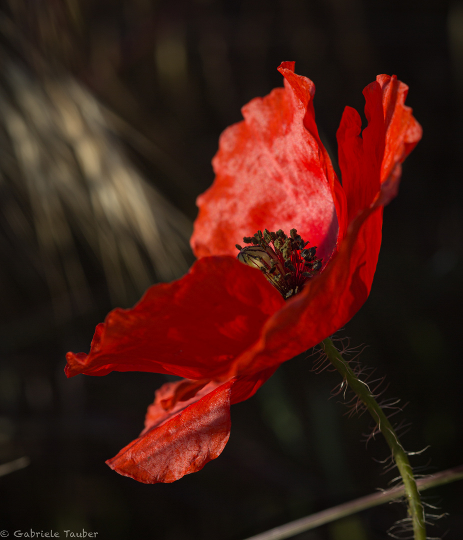 Mohnblume im Morgenlicht