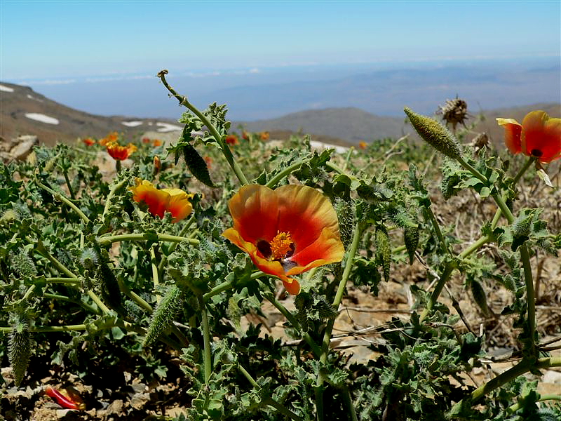 Mohnblume im Nahen Osten ...