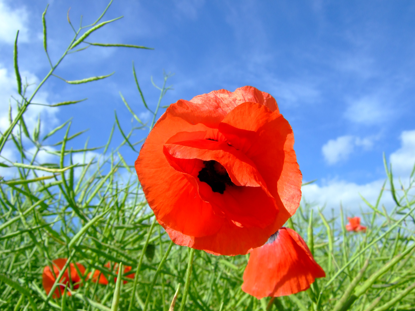 Mohnblume im Rapsfeld